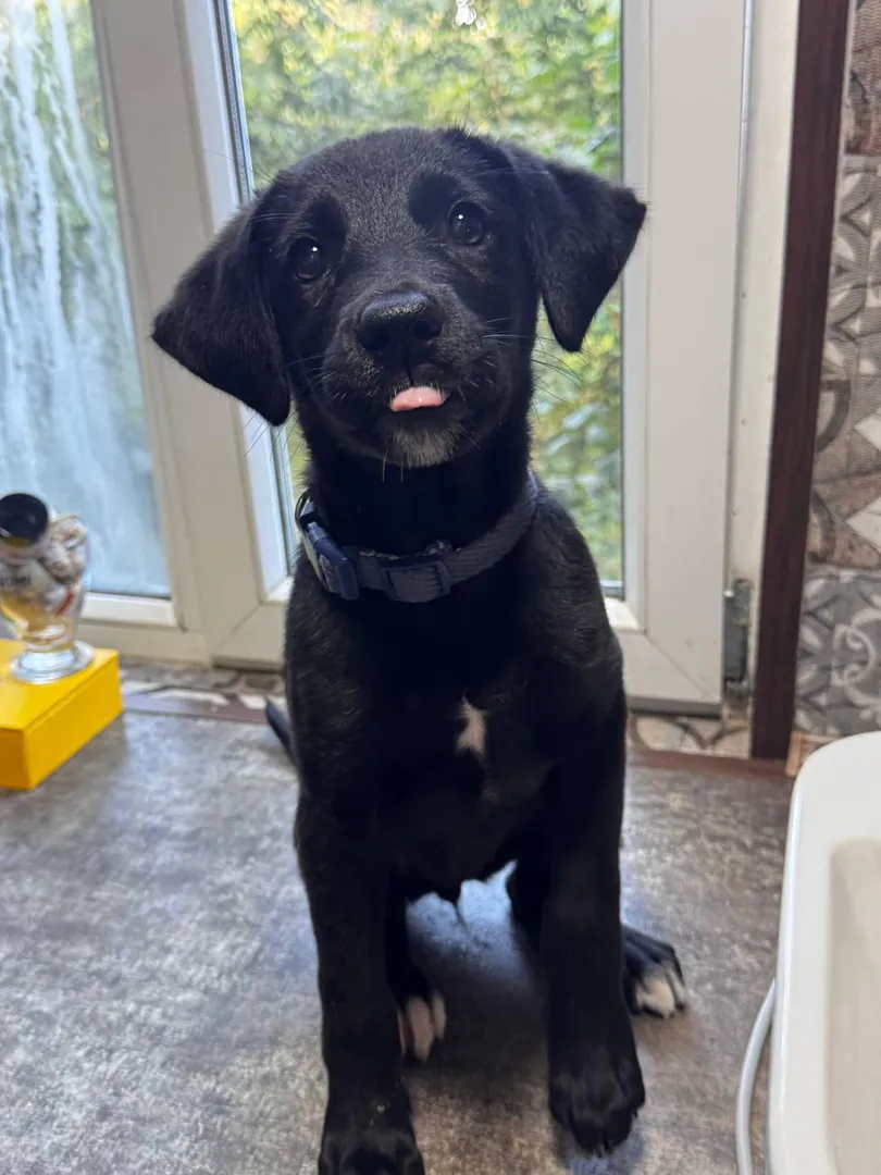 Dog puppy — photo 1