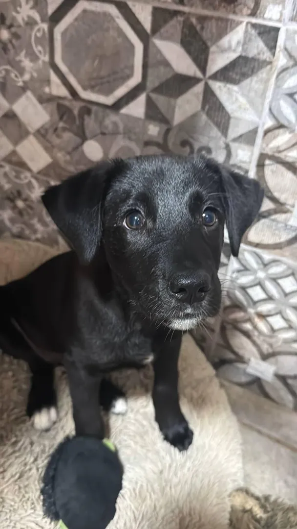 Dog puppy — photo 2