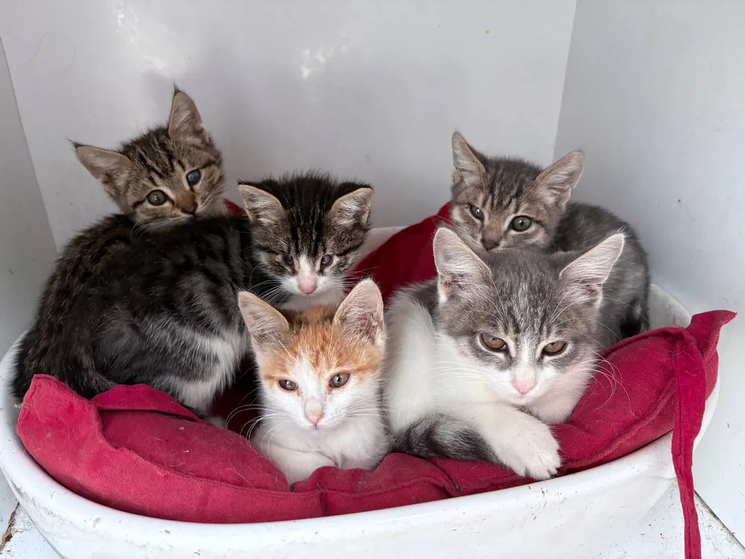 Kittens looking for loving homes — photo 1