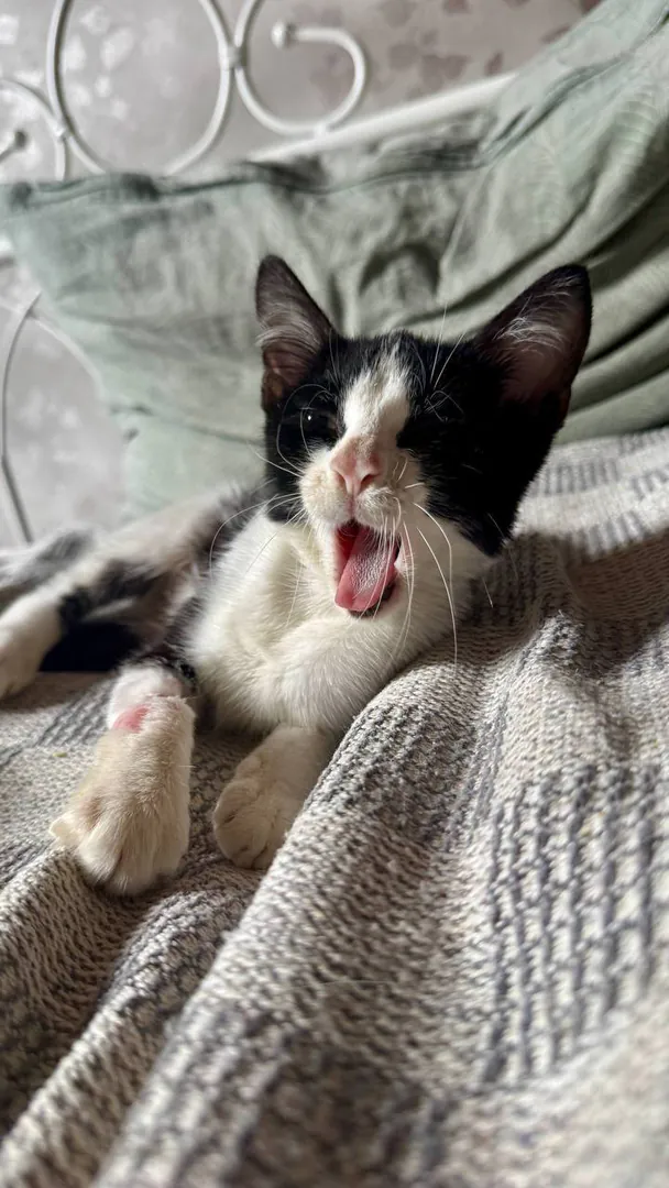 Kitten — photo 1