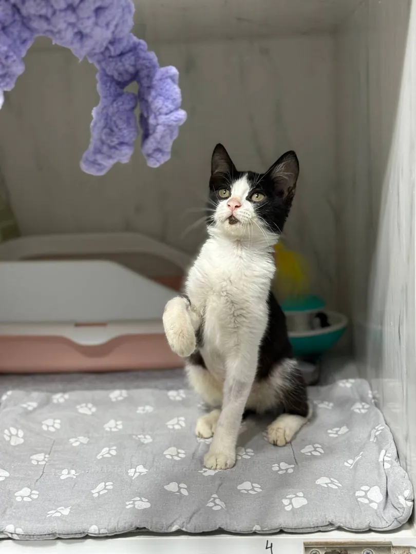 Kitten — photo 2
