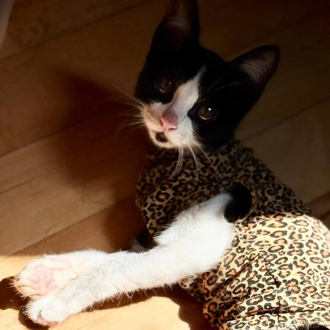 Kitten — photo 3