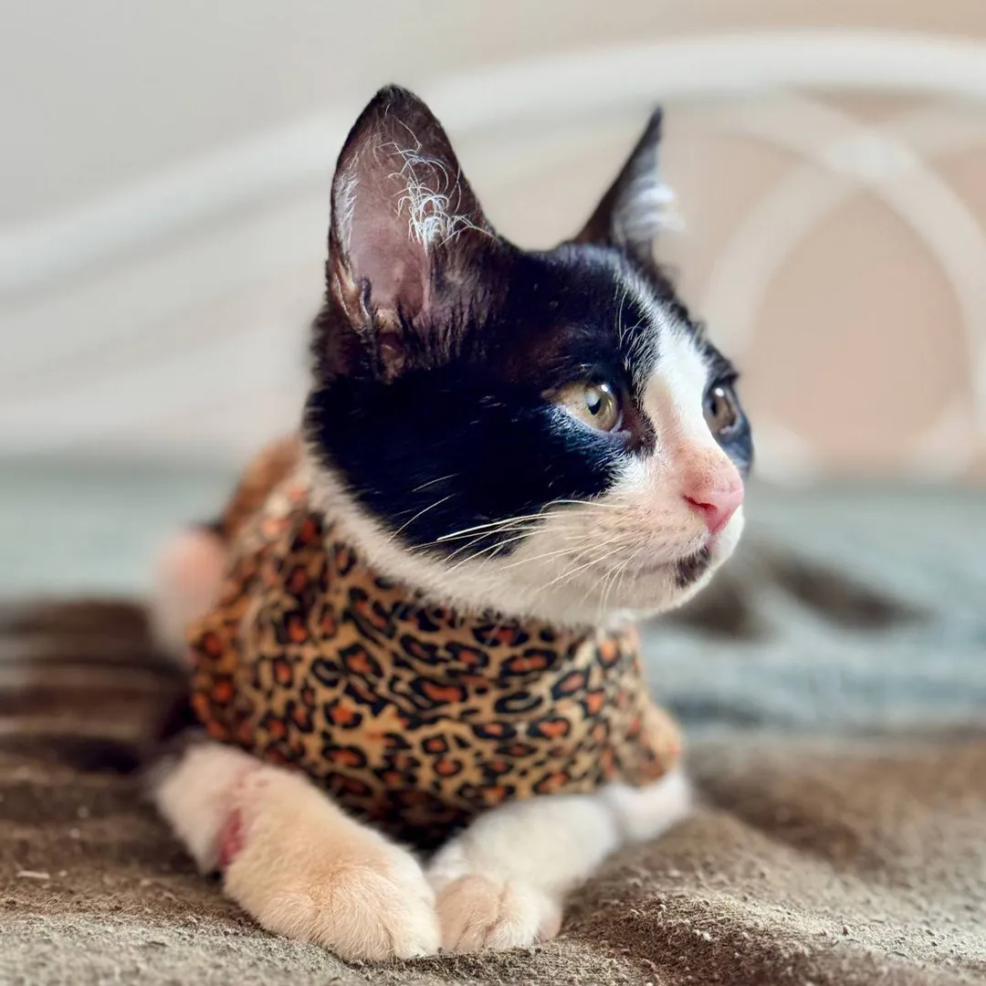 Kitten — photo 4