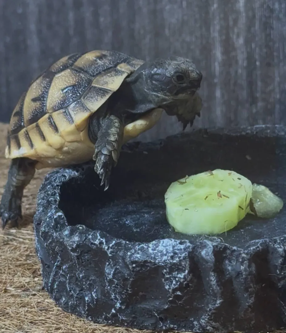 Central Asian tortoise with terrarium and UV lamp — photo 1