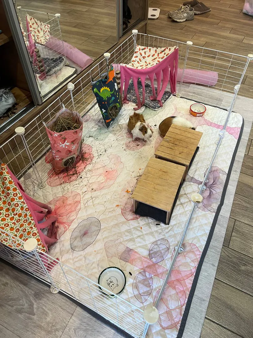 Guinea pigs — photo 1