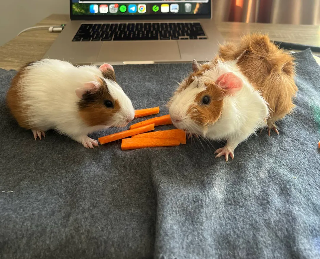 Guinea pigs — photo 2