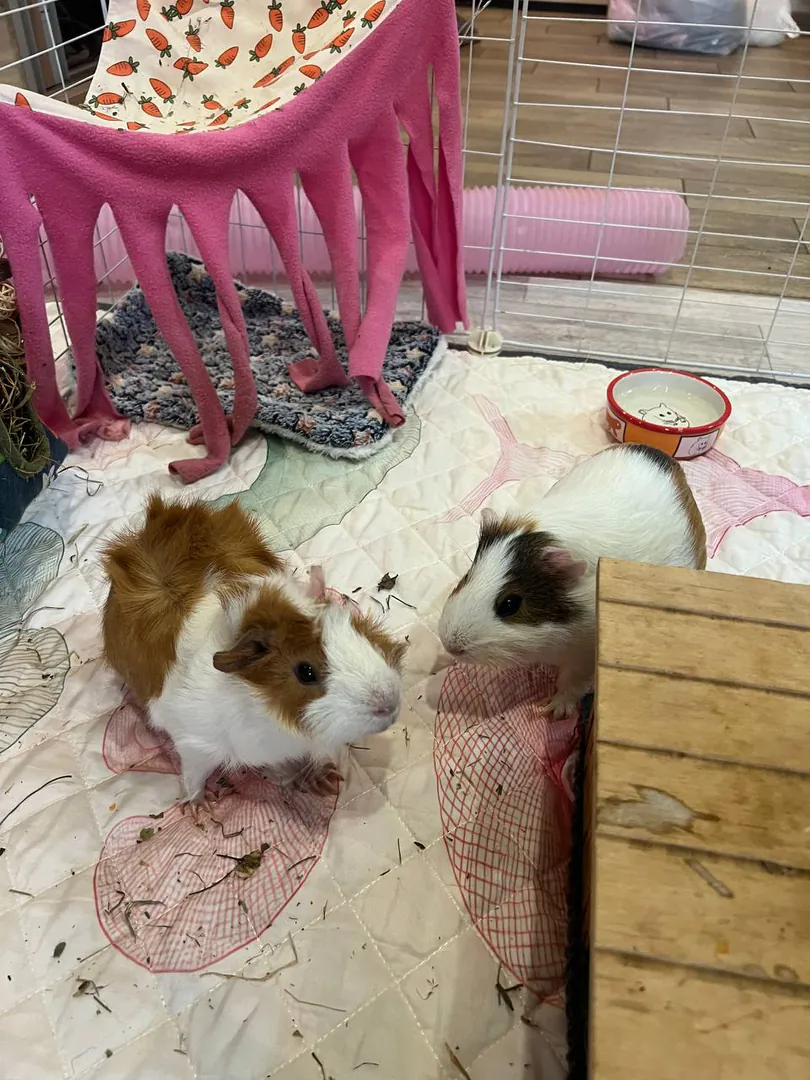 Guinea pigs — photo 3