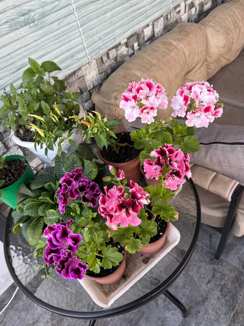 Pelargoniums — photo 1