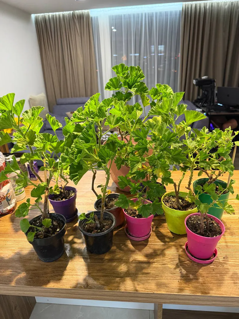 Pelargoniums — photo 2