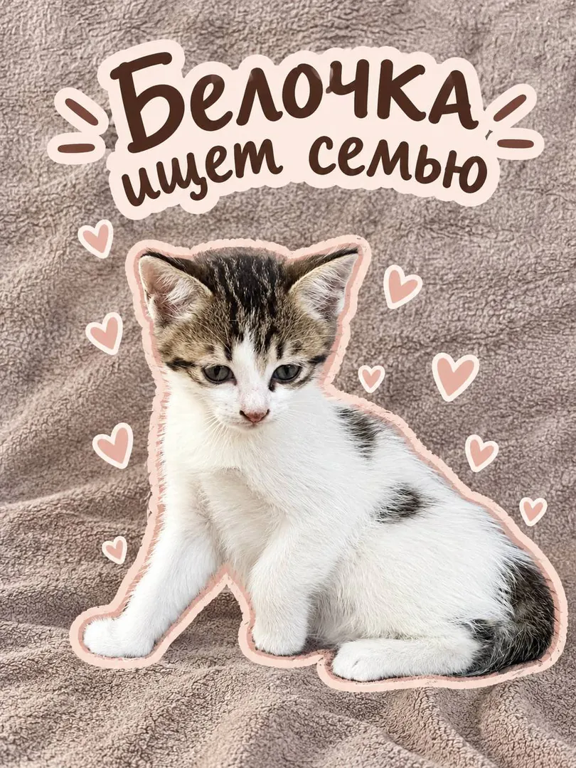 Kitten Belochka — photo 1