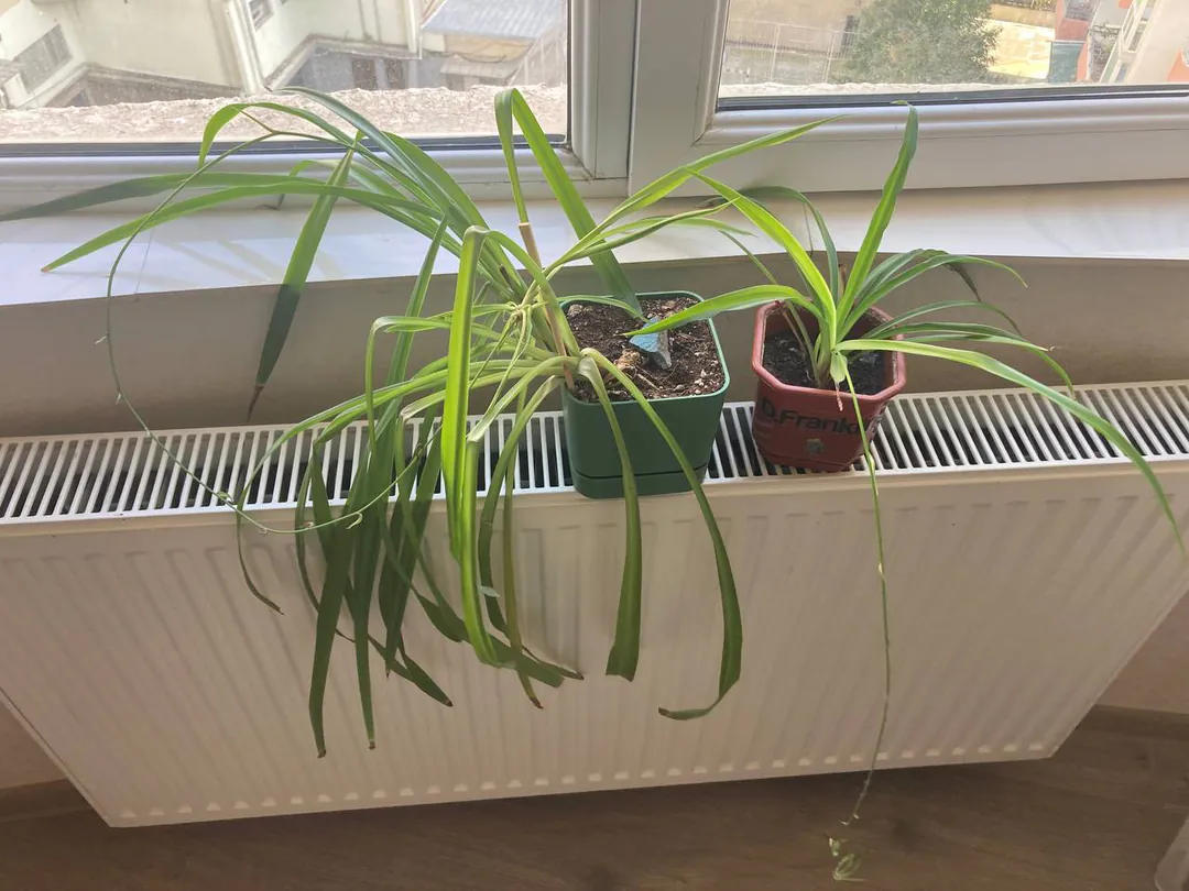 Plants with pots — photo 1