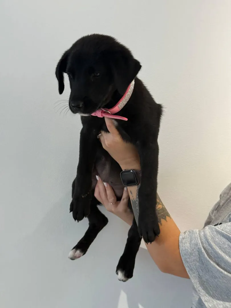 Dog puppy — photo 1