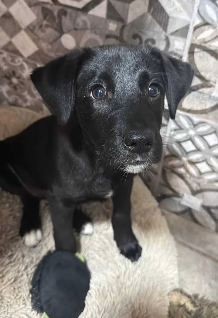 Dog puppy — photo 2