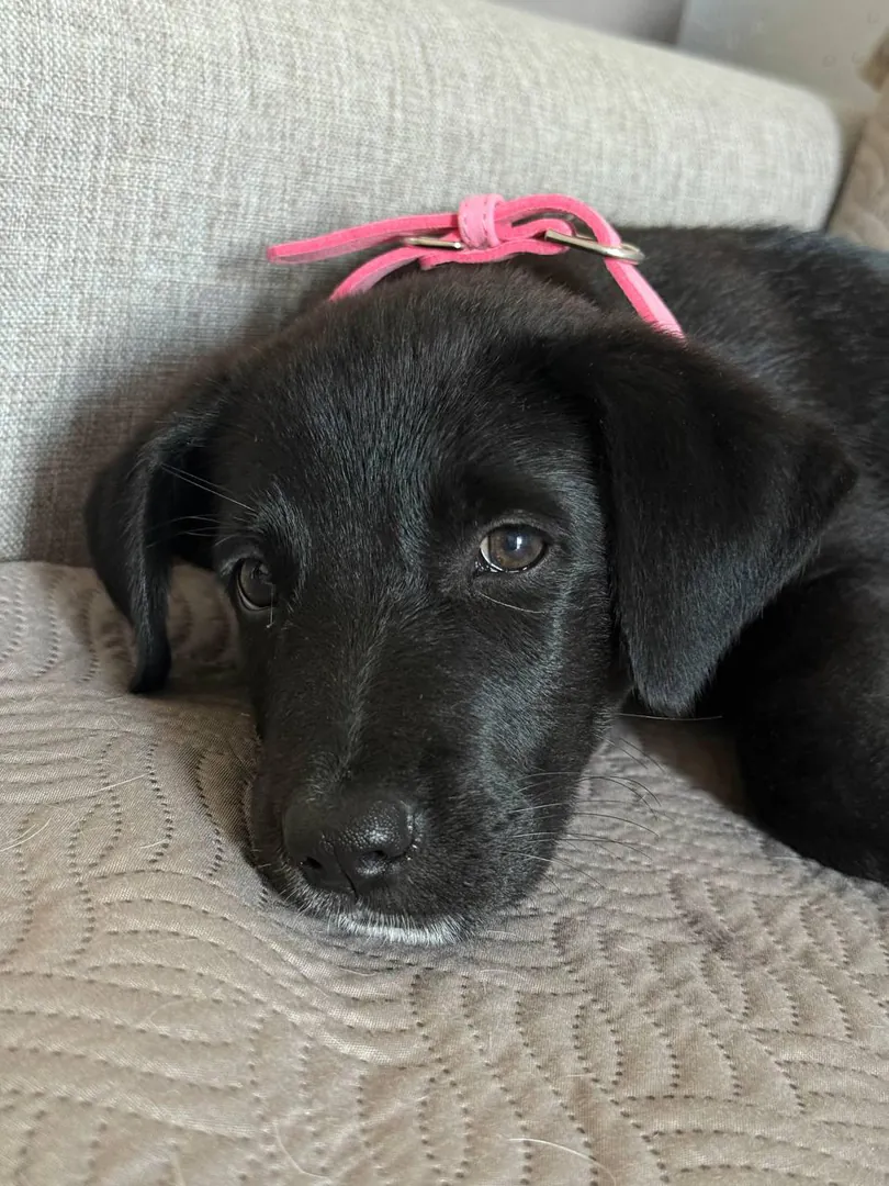 Dog puppy — photo 3