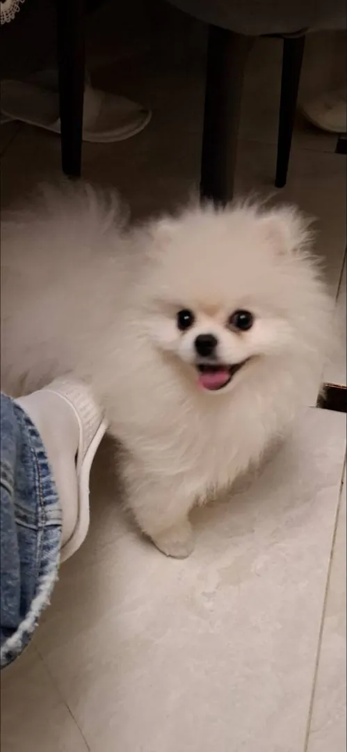 Spitz dog — photo 1
