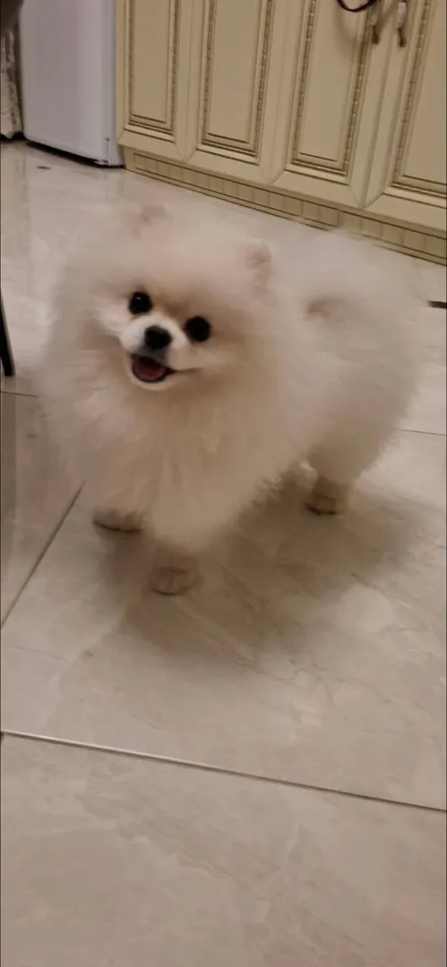 White Spitz — photo 1