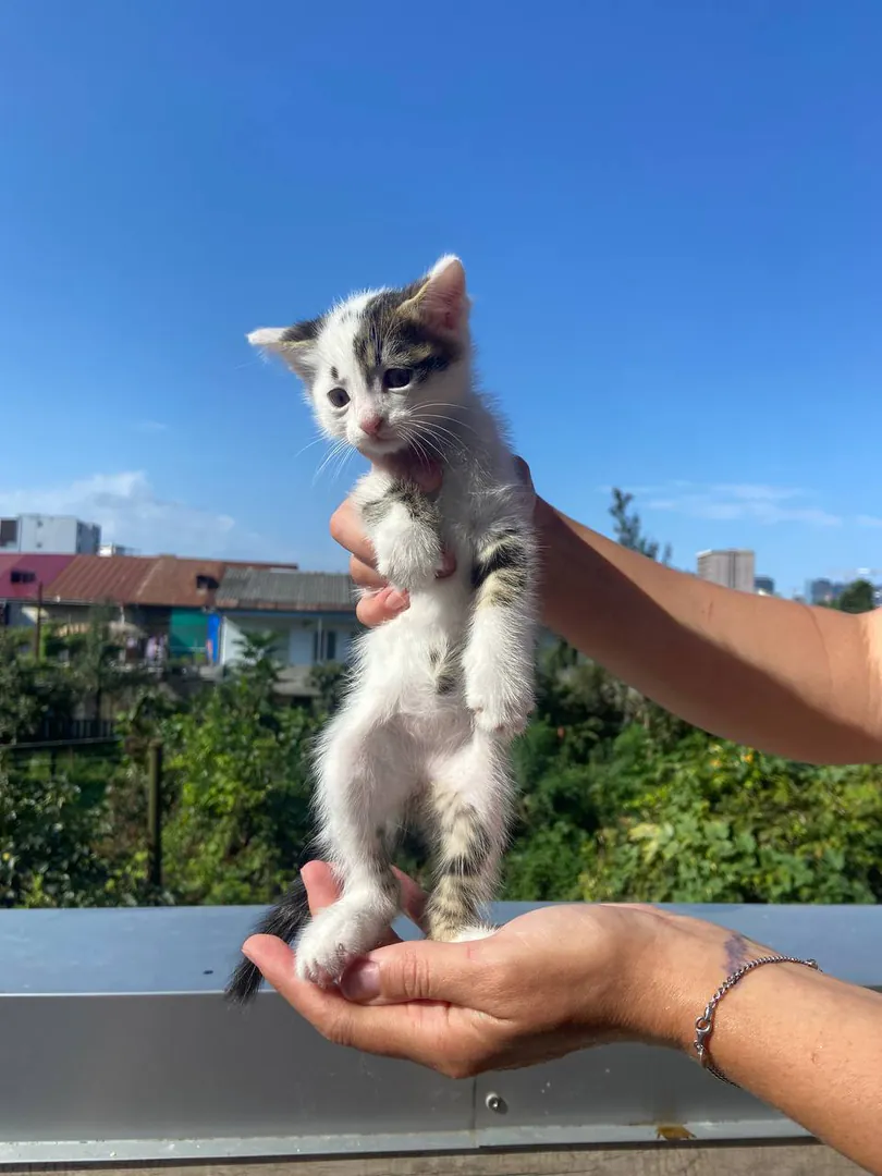 Kittens — photo 1