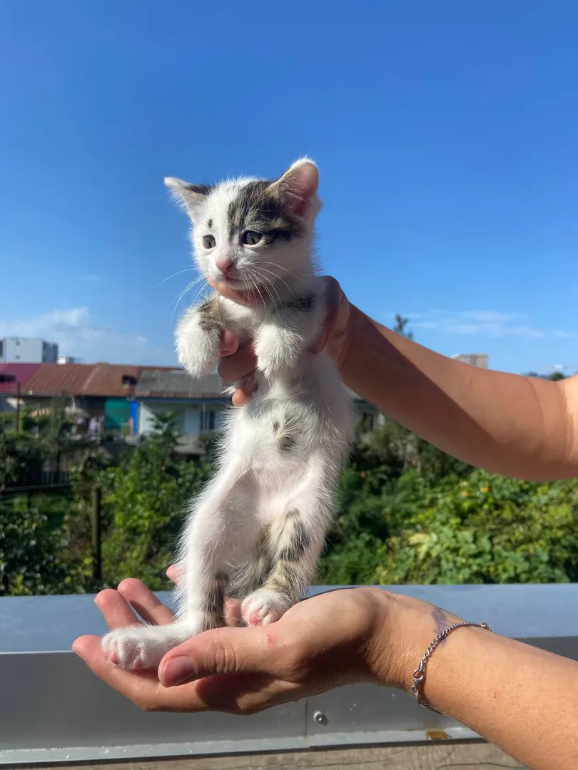 Kittens — photo 2