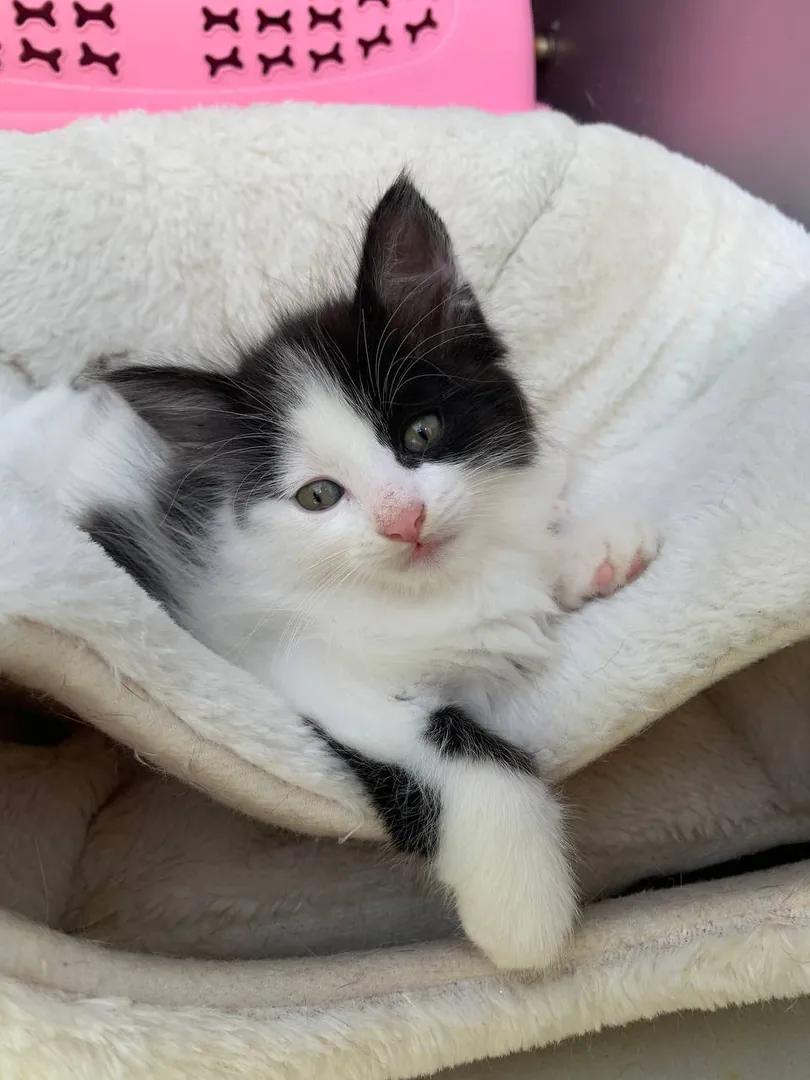 Kittens — photo 3