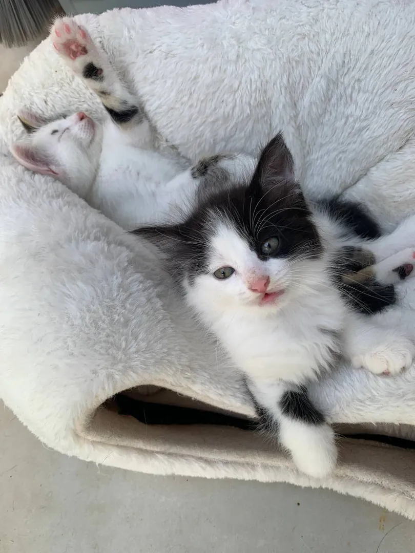 Kittens — photo 4