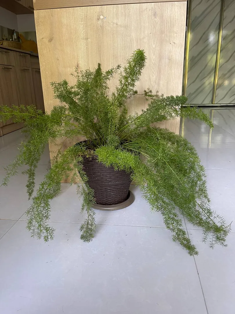 Asparagus in a pot — photo 1