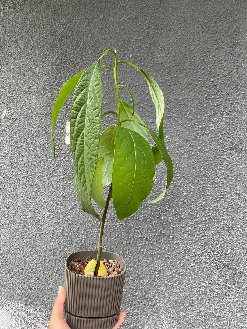 Large avocado — photo 1