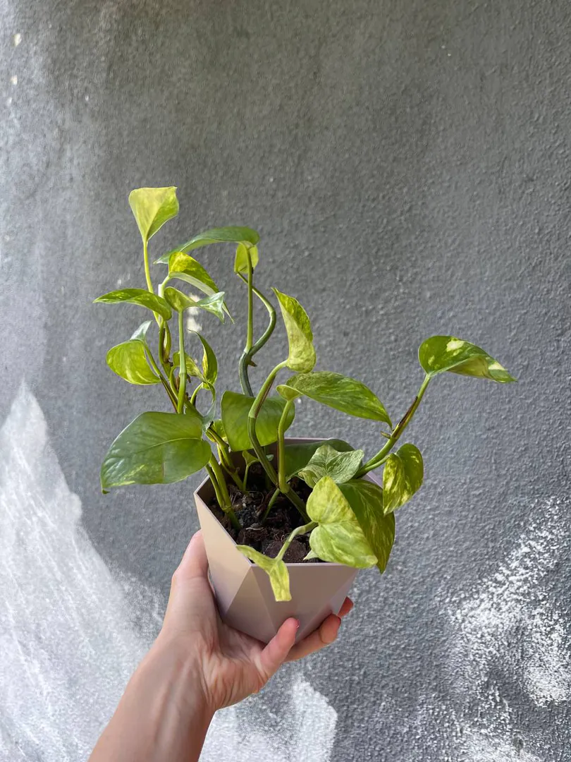 Epipremnum in a polygonal pot — photo 1