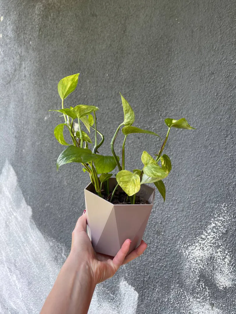 Epipremnum in a polygonal pot — photo 2
