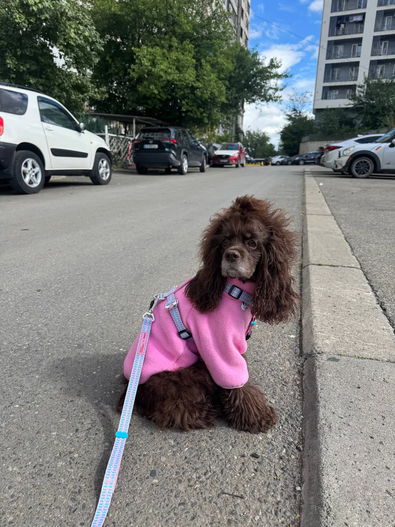Harness and leash Staya x Monochrome — photo 1