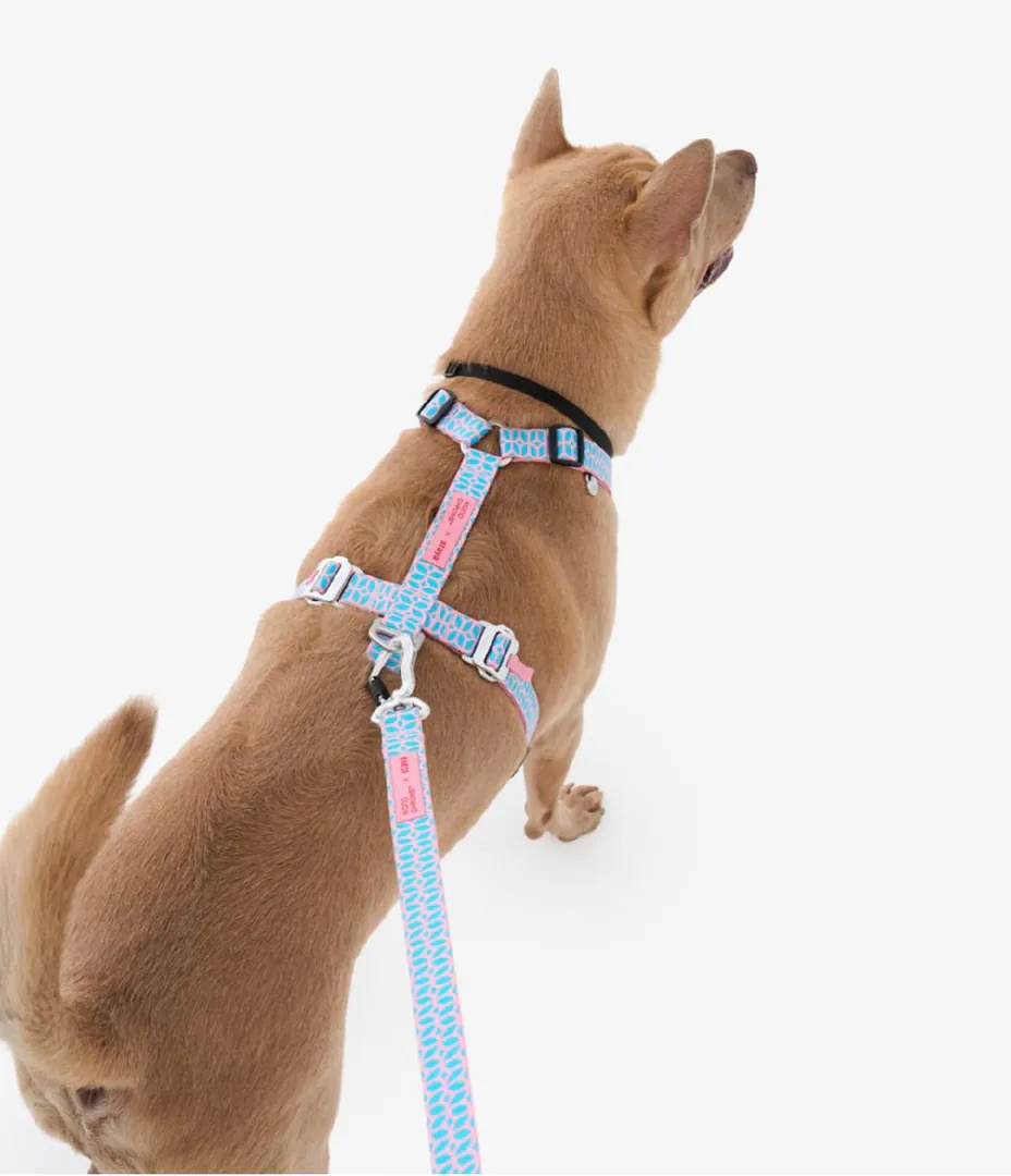 Harness and leash Staya x Monochrome — photo 7