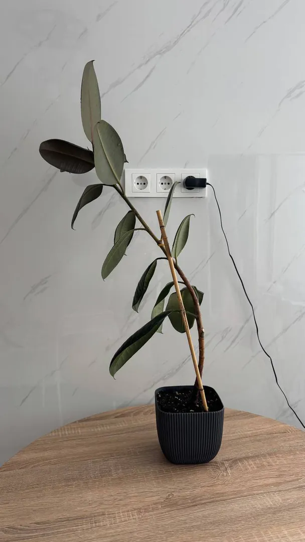 Ficus elastica — photo 1