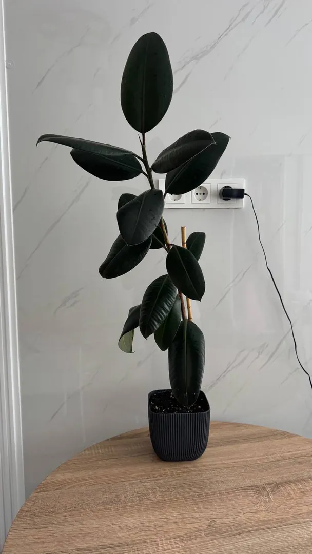 Ficus elastica — photo 2