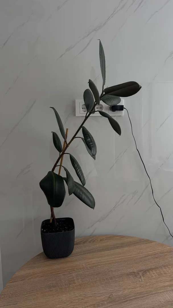 Ficus elastica — photo 3