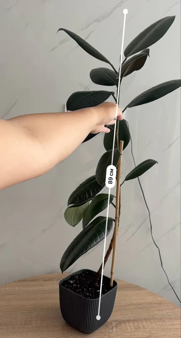 Ficus elastica — photo 4