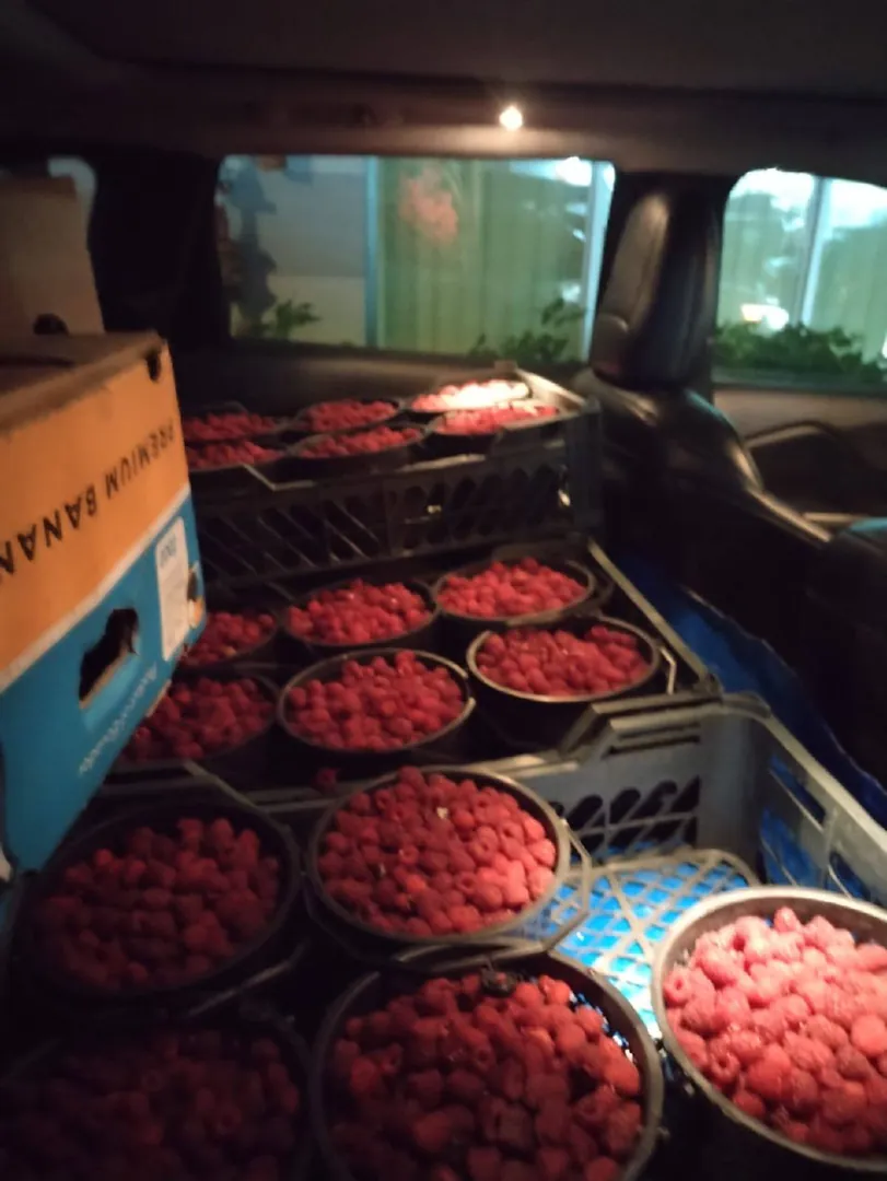 Raspberry in a basket — photo 2