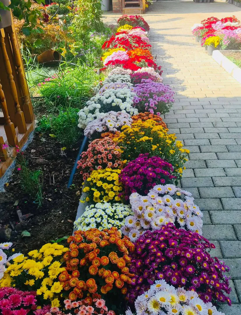 Colorful Chrysanthemums — photo 1