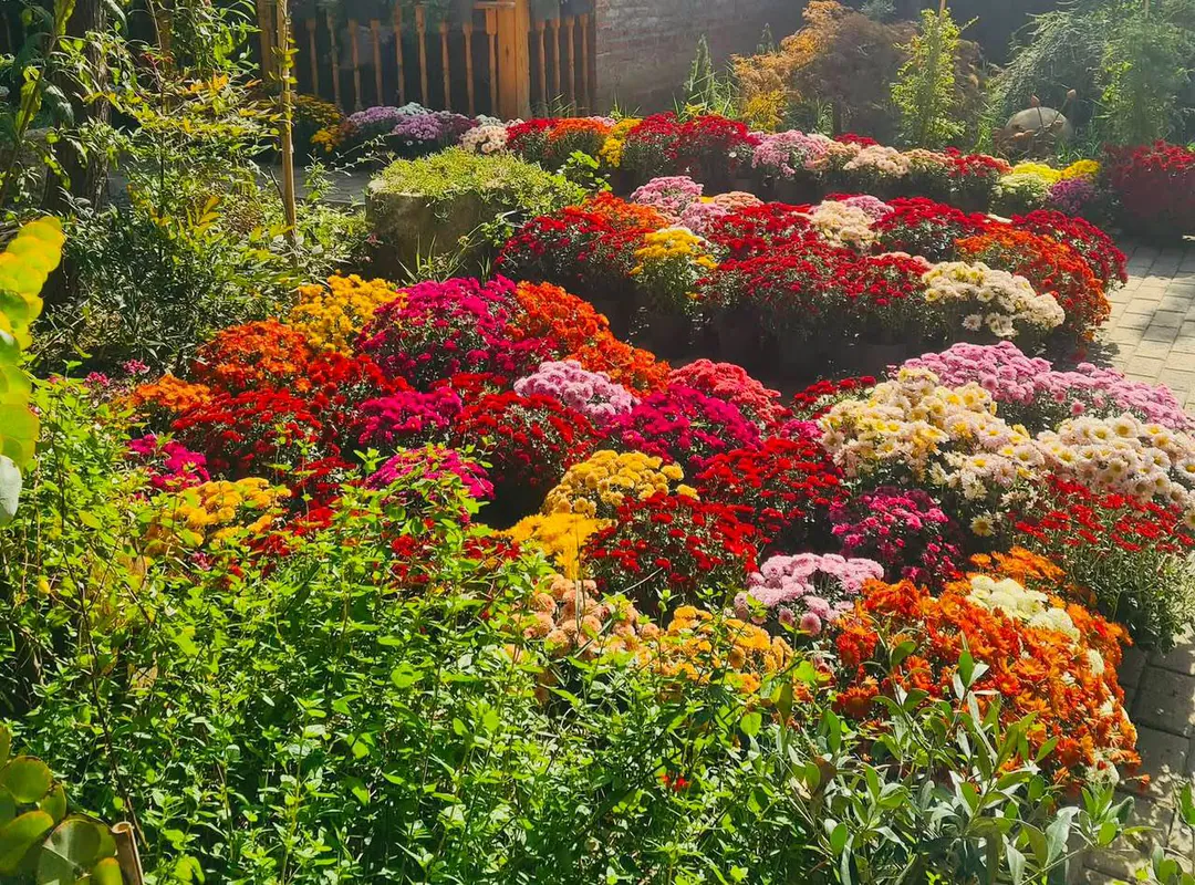 Colorful Chrysanthemums — photo 2