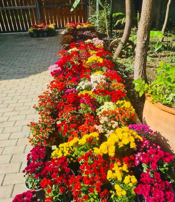 Colorful Chrysanthemums — photo 3