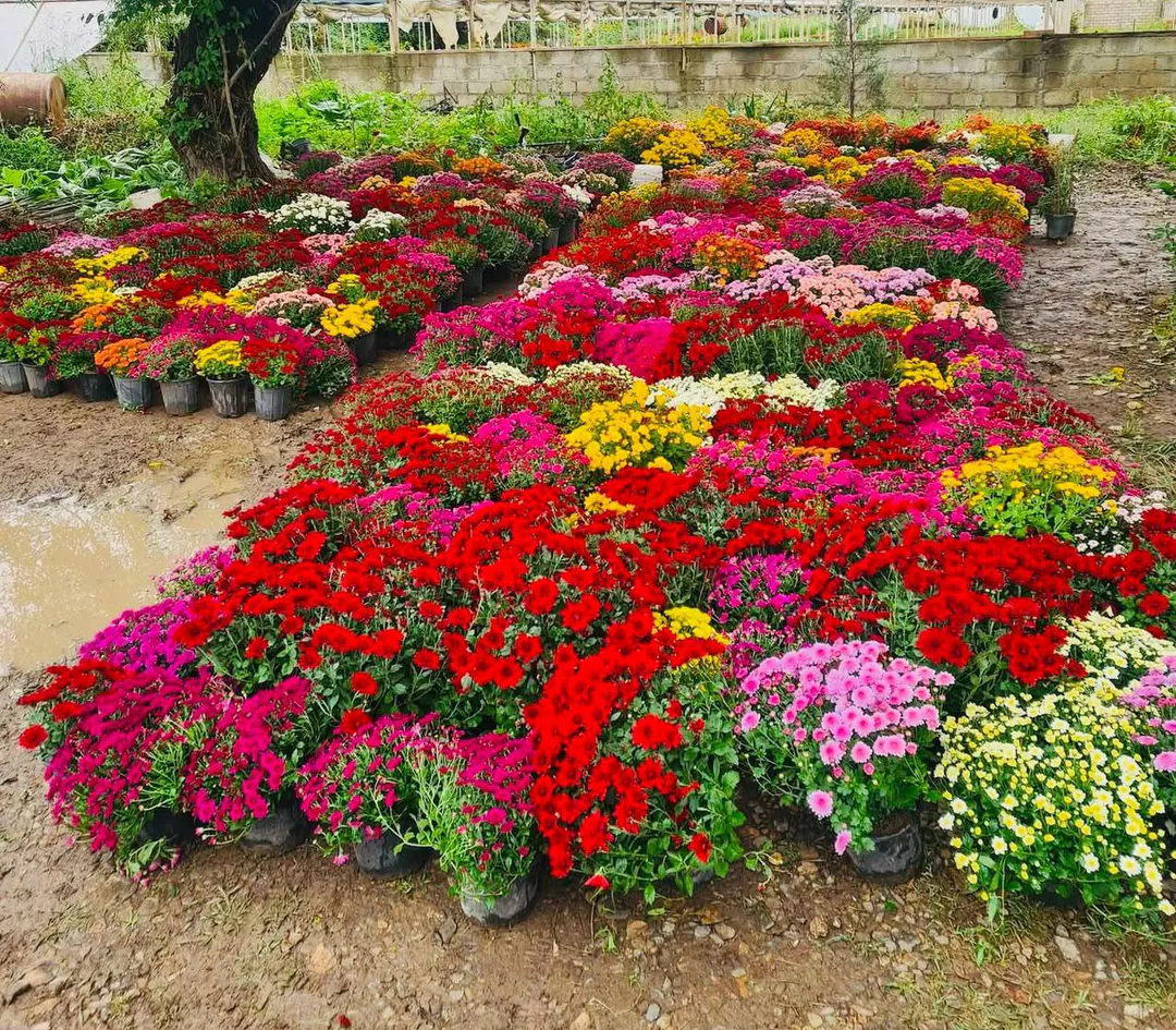 Colorful Chrysanthemums — photo 5