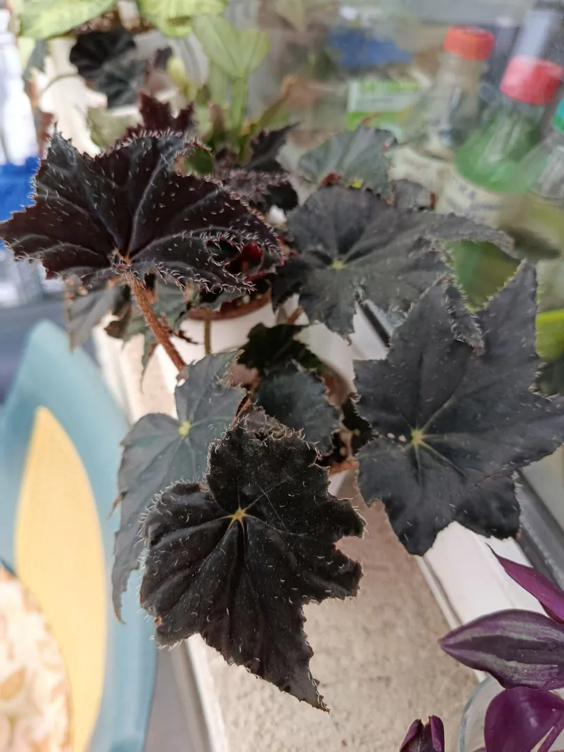 ბეგონია Black velvet — ფოტო 1
