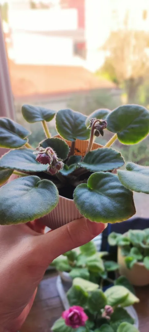 Potted plant with buds — photo 1