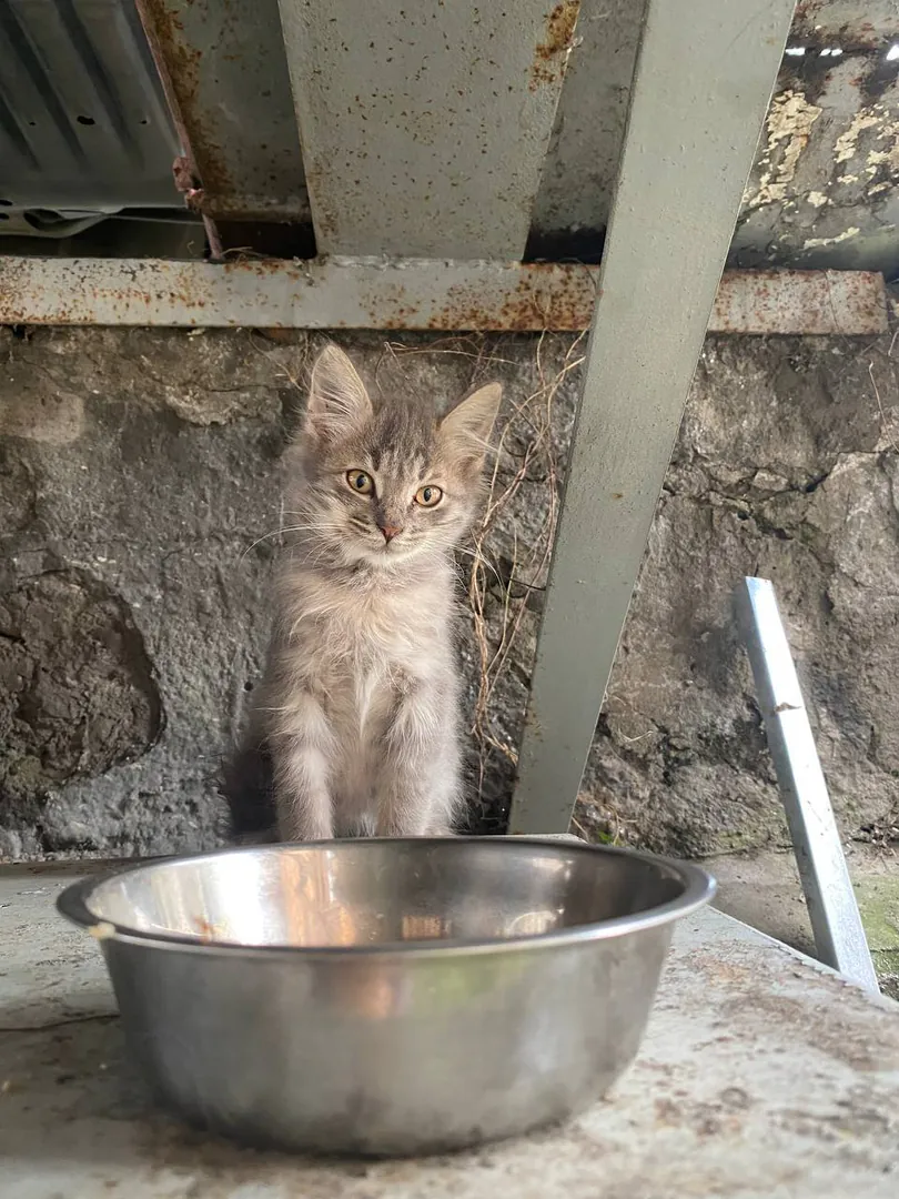 Kitten Frannie, 2 months, pearl-silver coat — photo 2