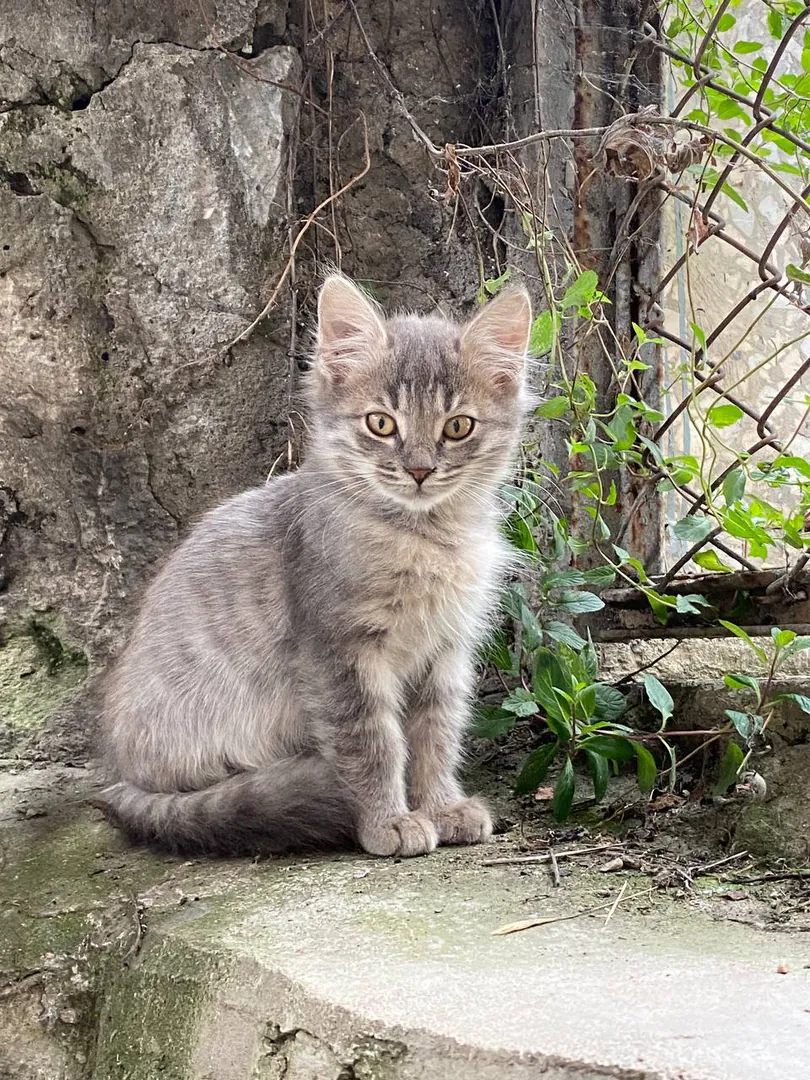 Kitten Frannie, 2 months, pearl-silver coat — photo 3