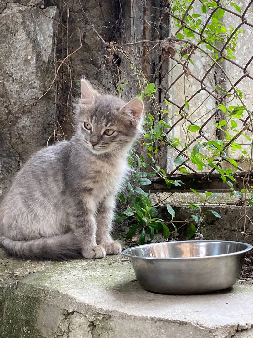 Kitten Frannie, 2 months, pearl-silver coat — photo 4