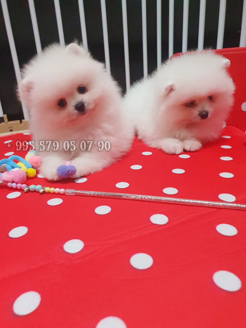 White fluffy Pomeranian Spitz for sale. — photo 4