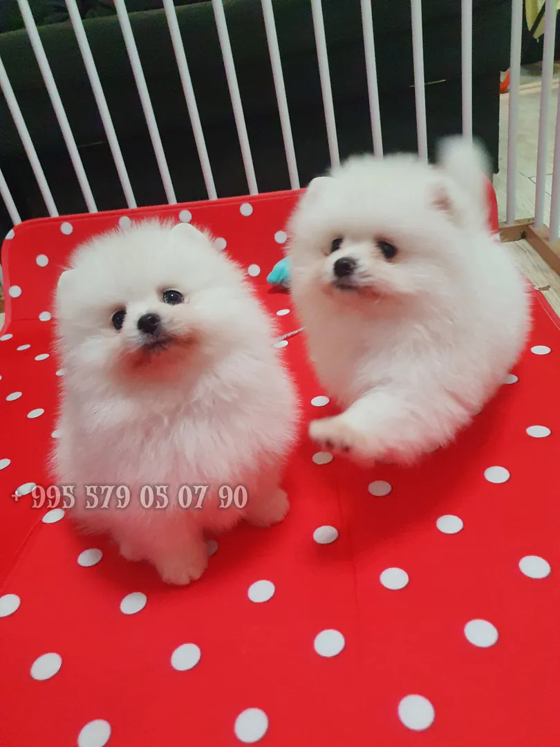 White fluffy Pomeranian Spitz for sale. — photo 3