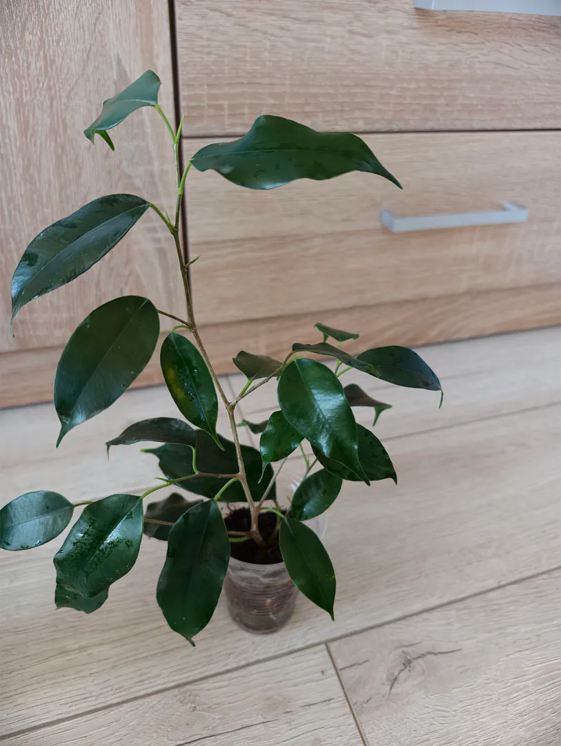 ficus — photo 1
