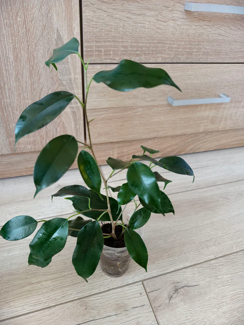 ficus — photo 2