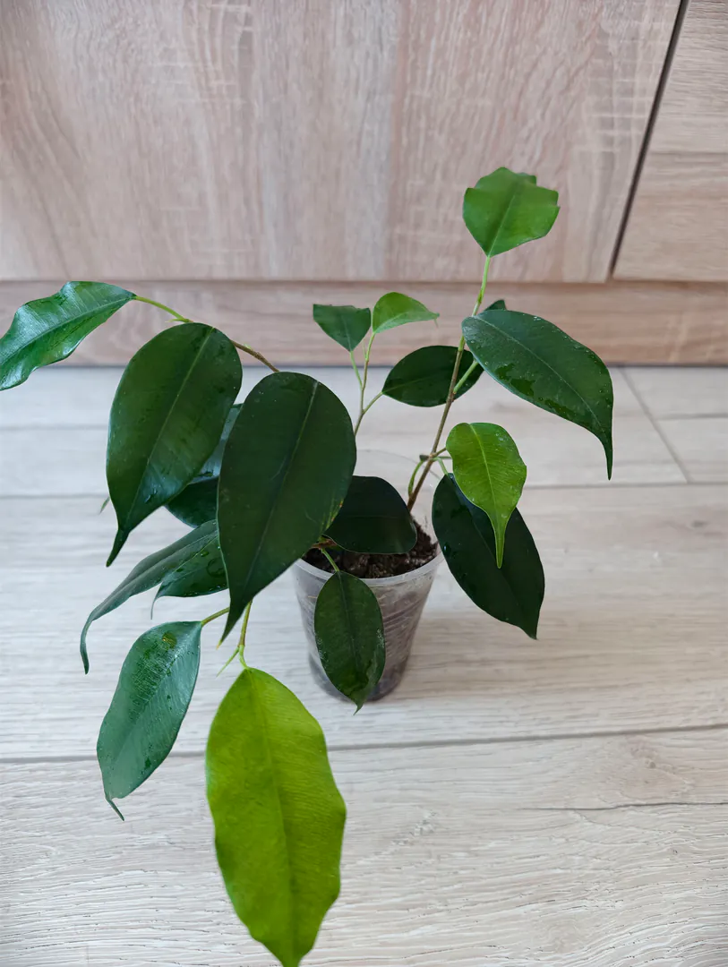ficus — photo 3