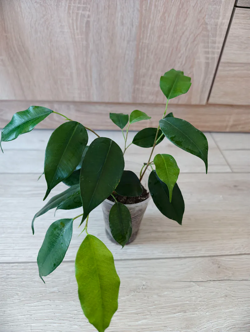 ficus — photo 4